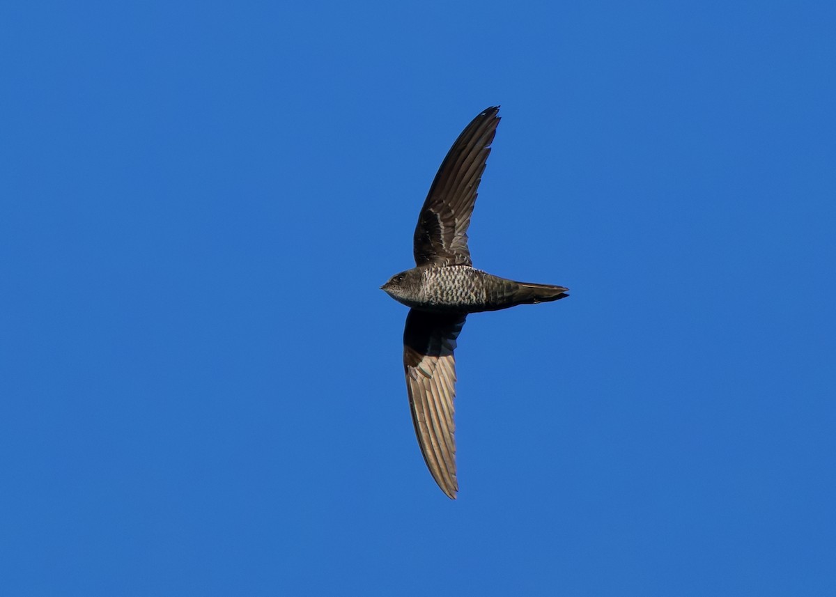 Cook's Swift - ML636211756