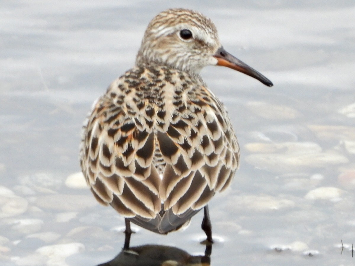 White-rumped Sandpiper - ML636211758