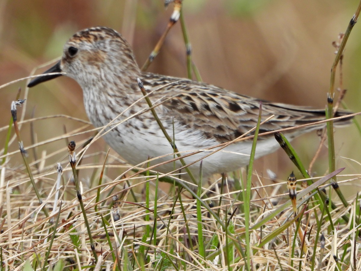 Semipalmated Sandpiper - ML636211777