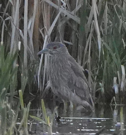 Black-crowned Night Heron - ML636211781