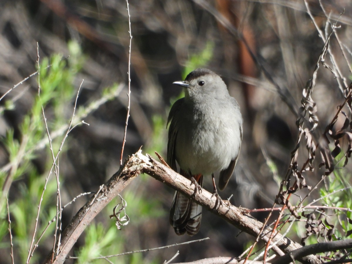 Gray Catbird - ML636211791