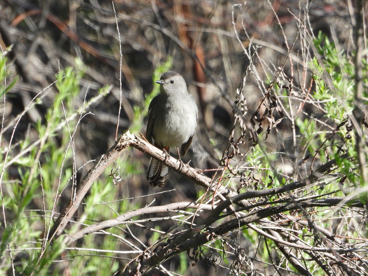 Gray Catbird - ML636211792