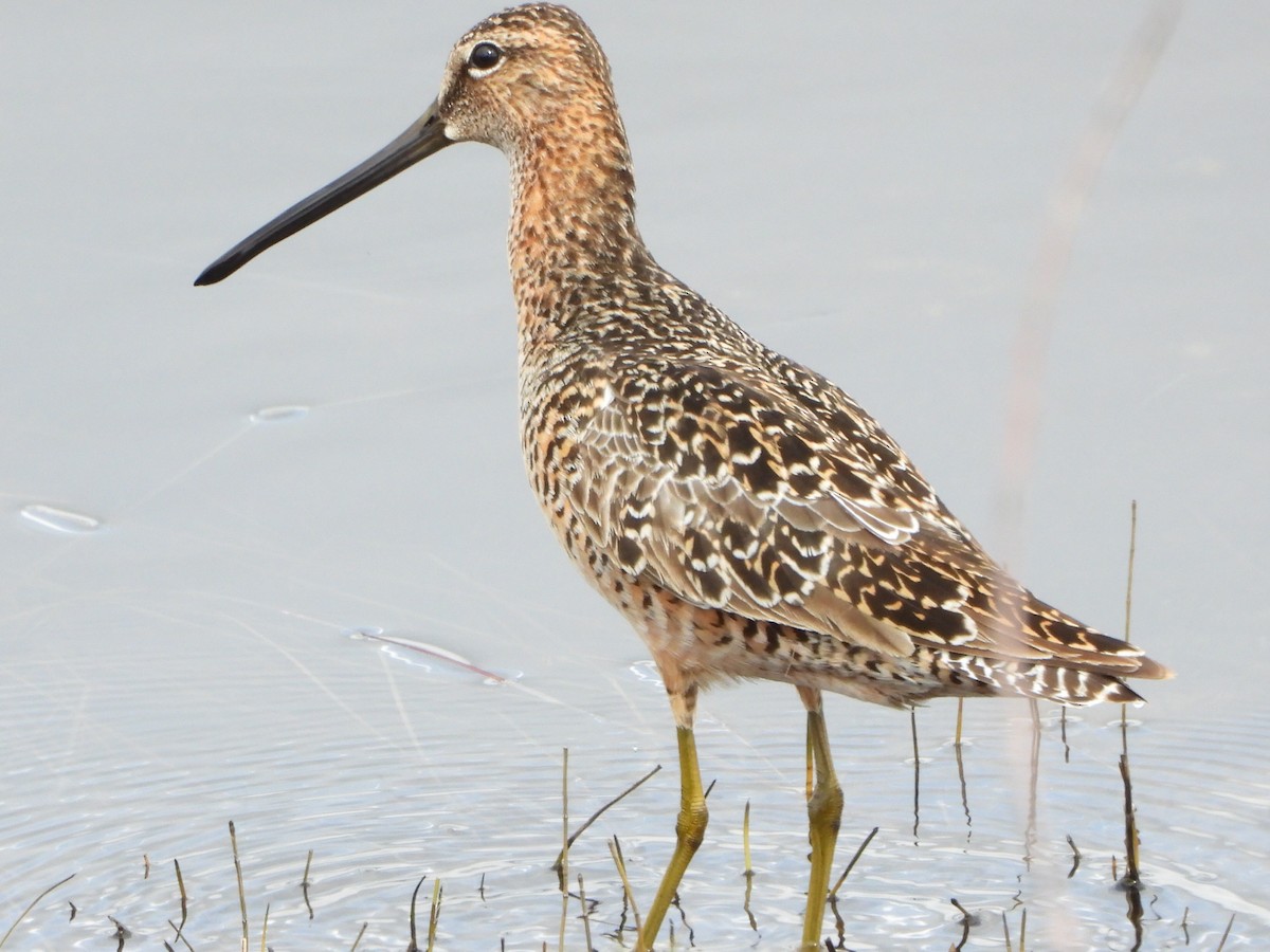 Long-billed Dowitcher - ML636211851
