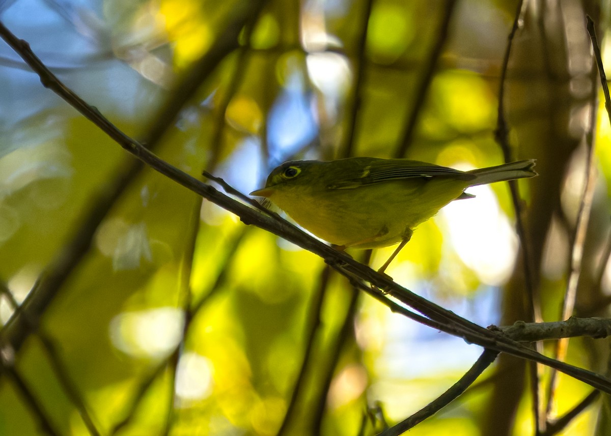 White-spectacled Warbler - ML636211854