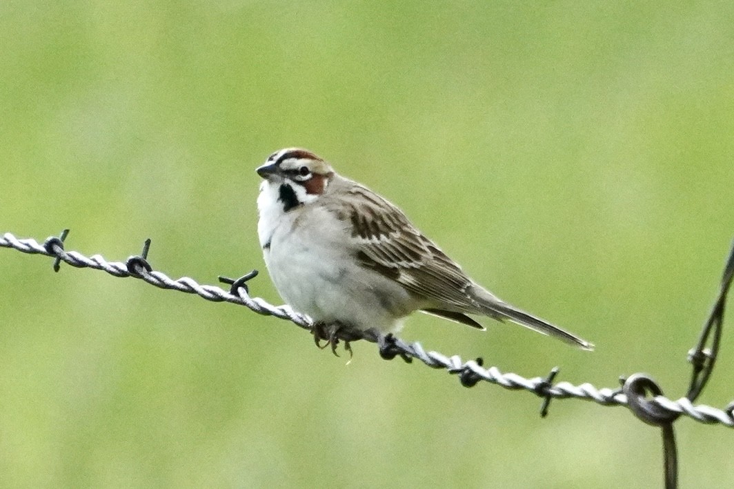 Lark Sparrow - ML636212022