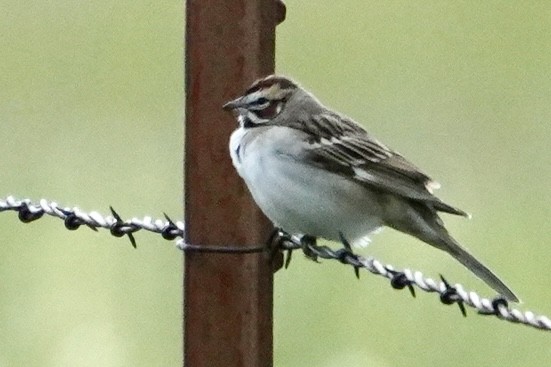 Lark Sparrow - ML636212023