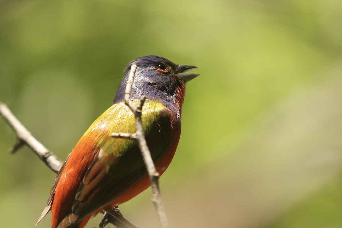 Painted Bunting - ML636212144