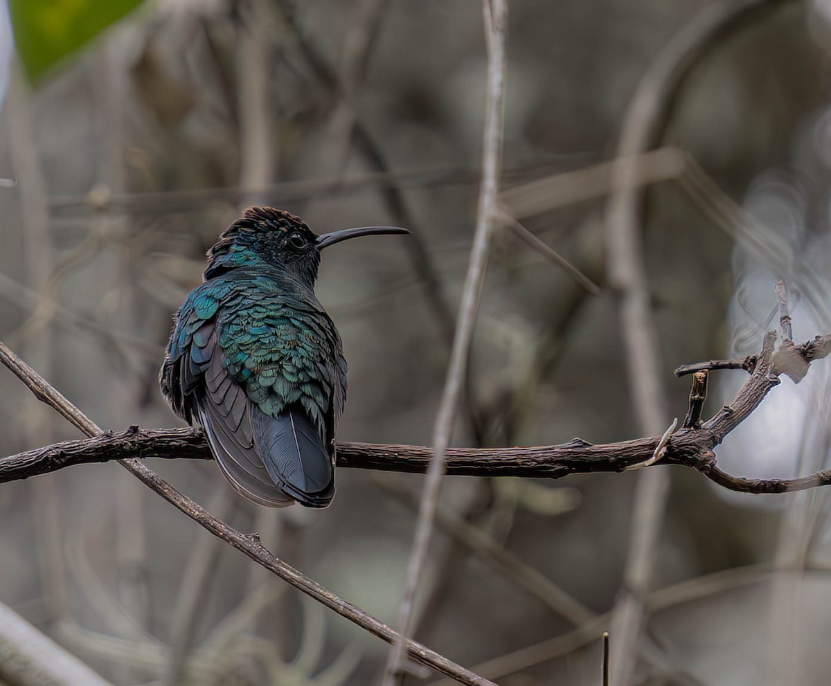 Santa Marta Sabrewing - ML636212176