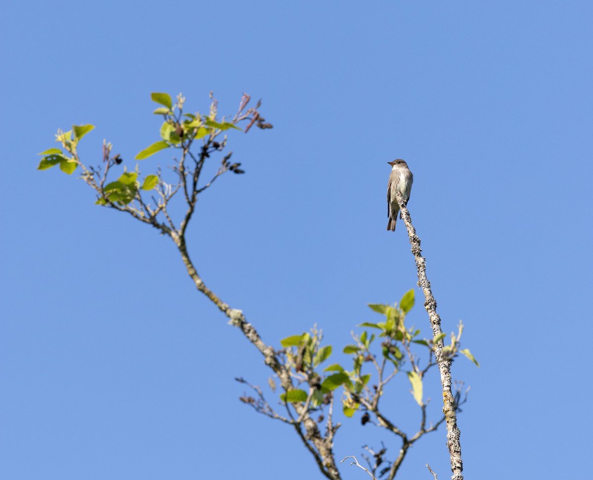 ナキヒタキモドキ - ML636212199