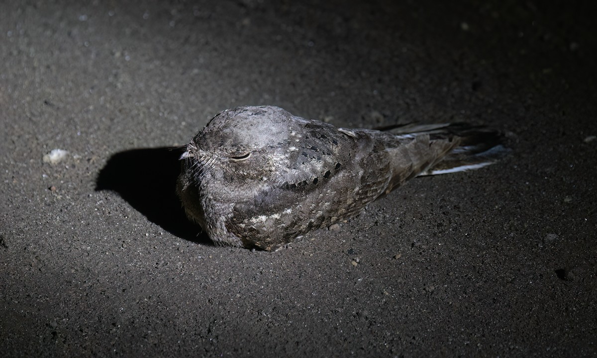 Plain Nightjar - ML636212254