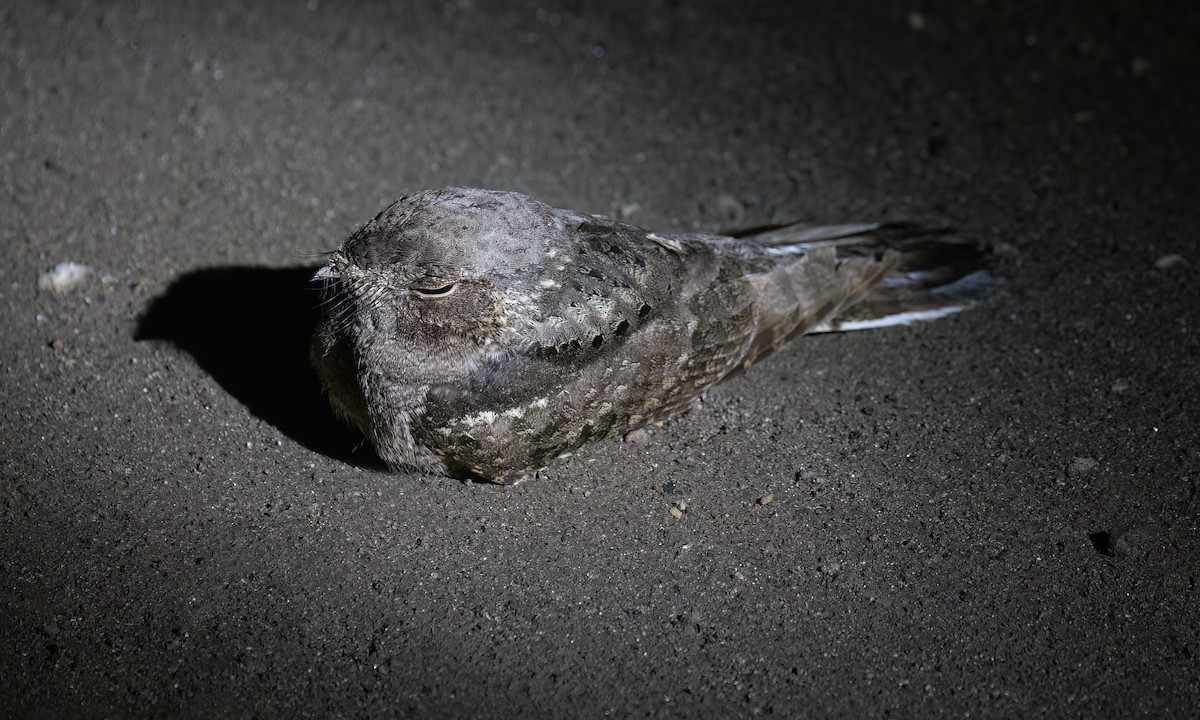 Plain Nightjar - ML636212255