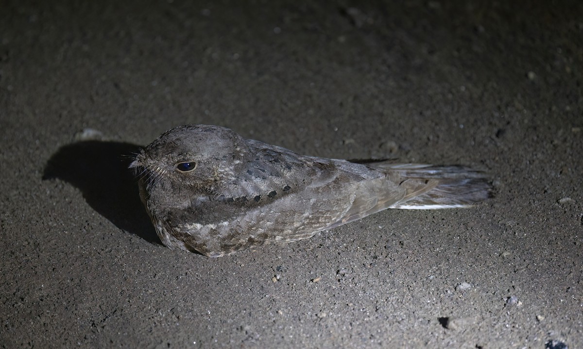 Plain Nightjar - ML636212256