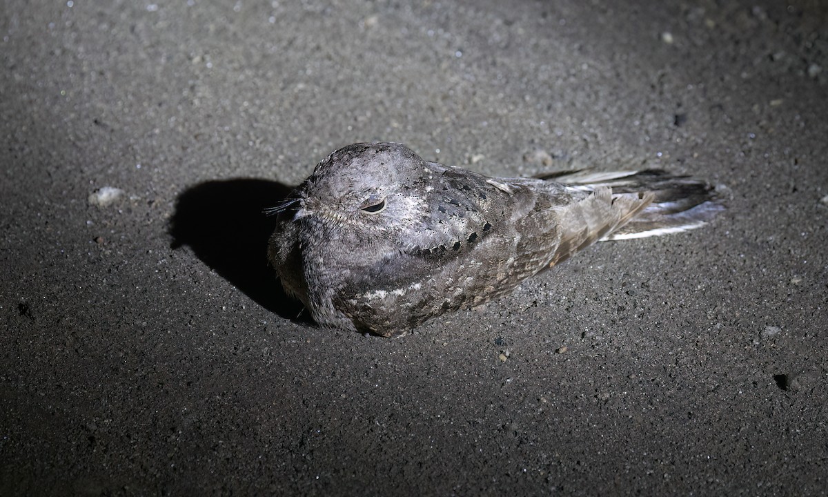 Plain Nightjar - ML636212257