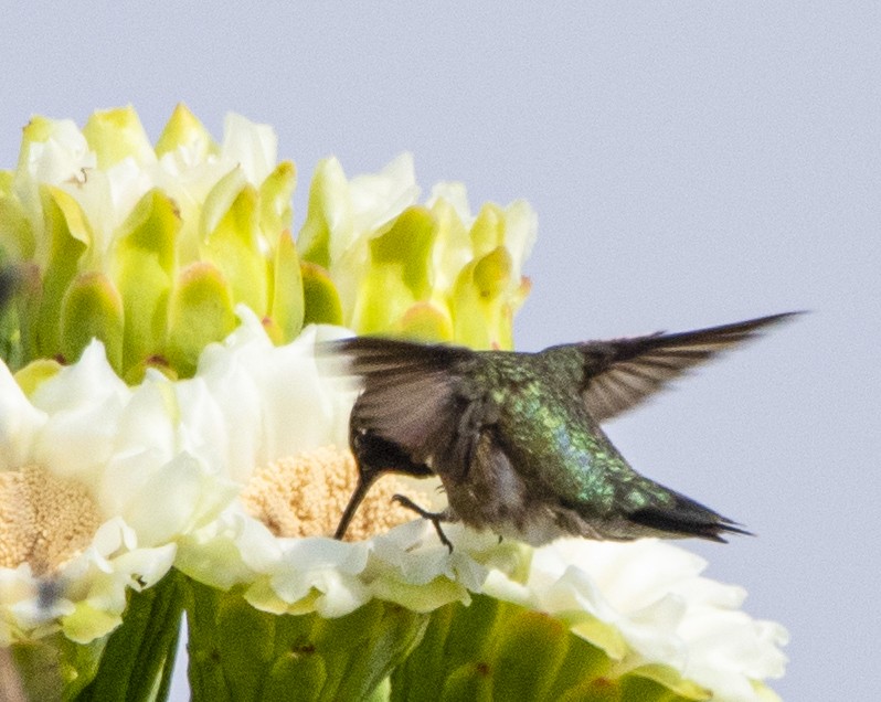 Black-chinned Hummingbird - ML636212300