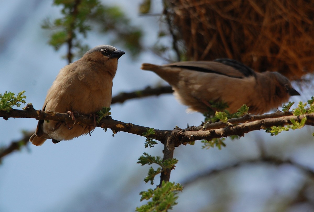 Gray-capped Social-Weaver - ML636212315