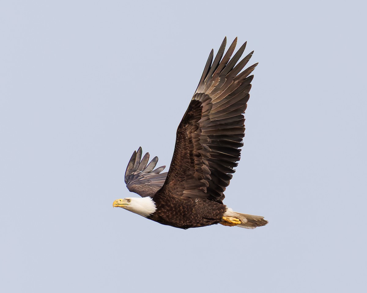 Bald Eagle - ML636212328