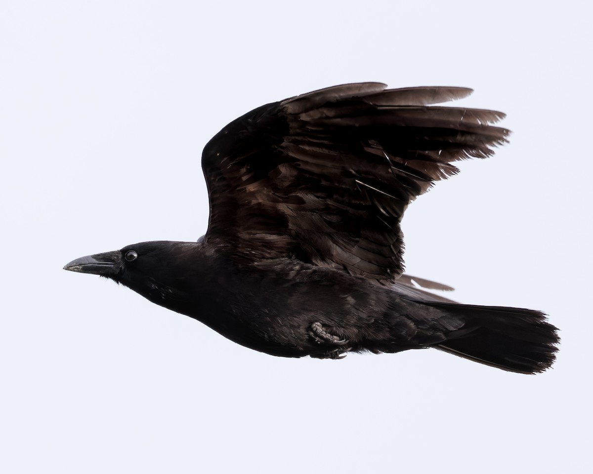 American Crow - ML636212350