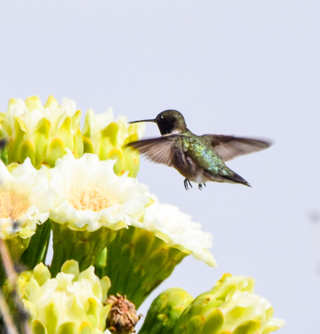 Black-chinned Hummingbird - ML636212435