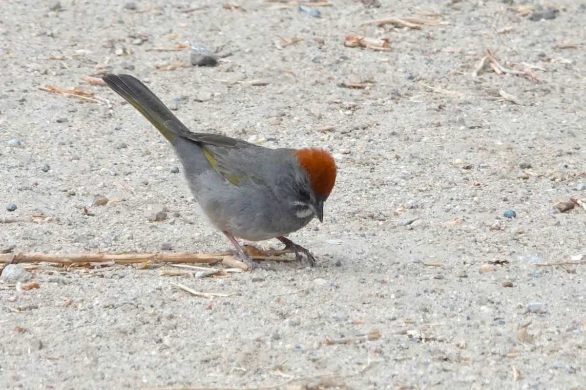 Green-tailed Towhee - ML636212472