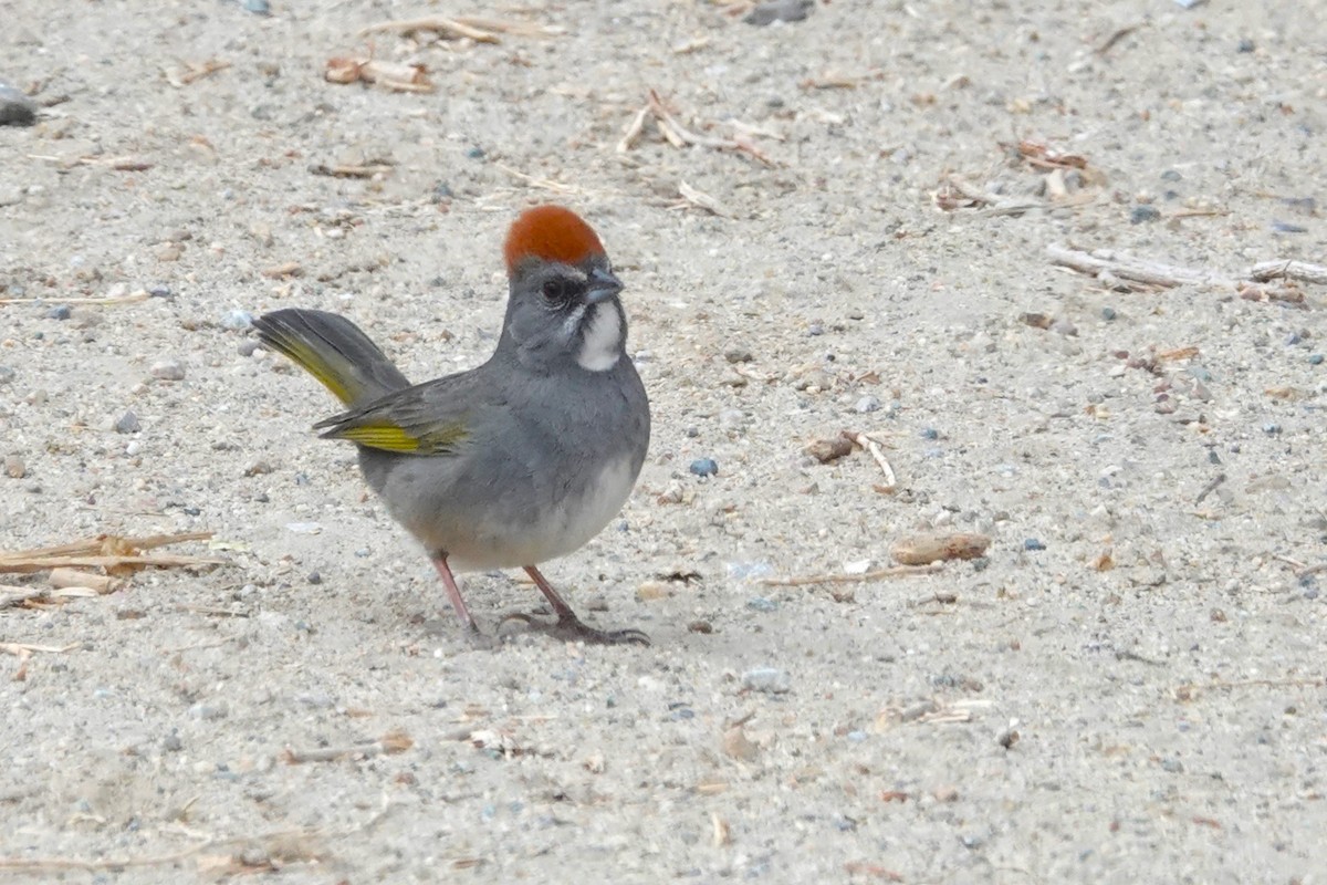 Green-tailed Towhee - ML636212474