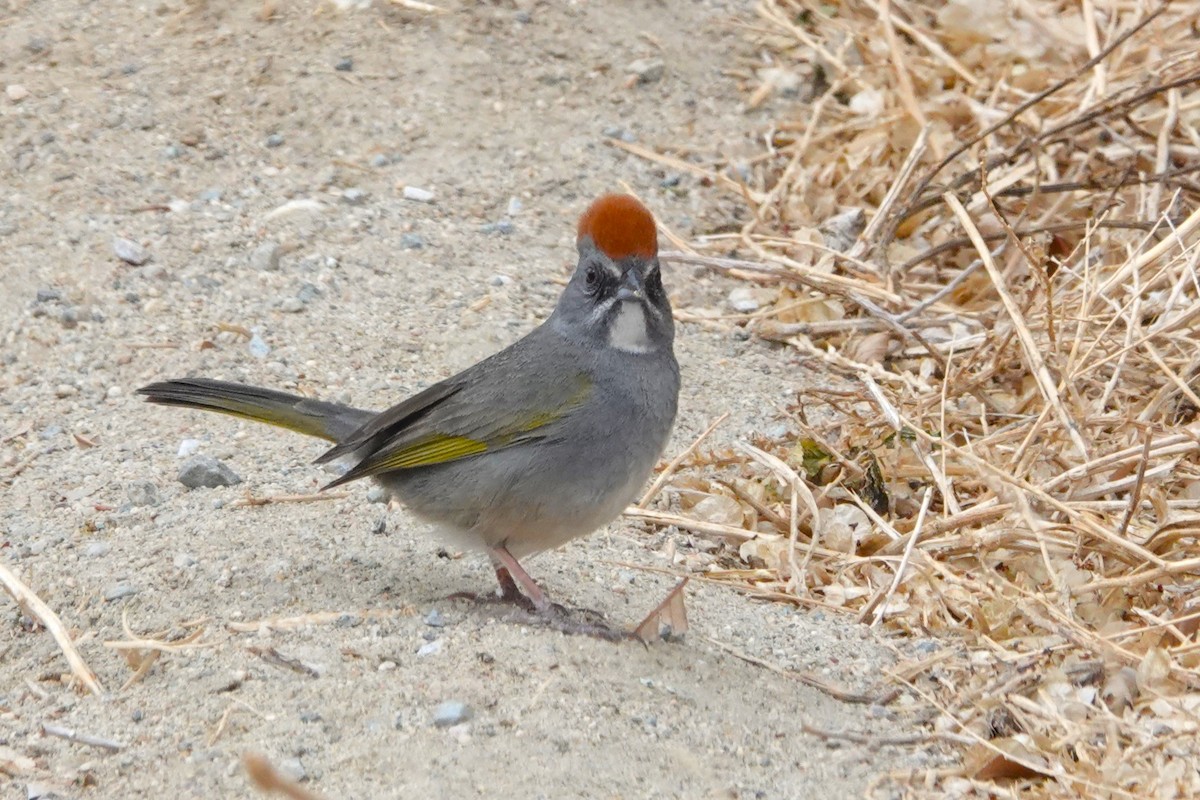 Green-tailed Towhee - ML636212475