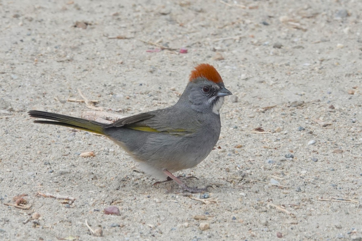 Green-tailed Towhee - ML636212476