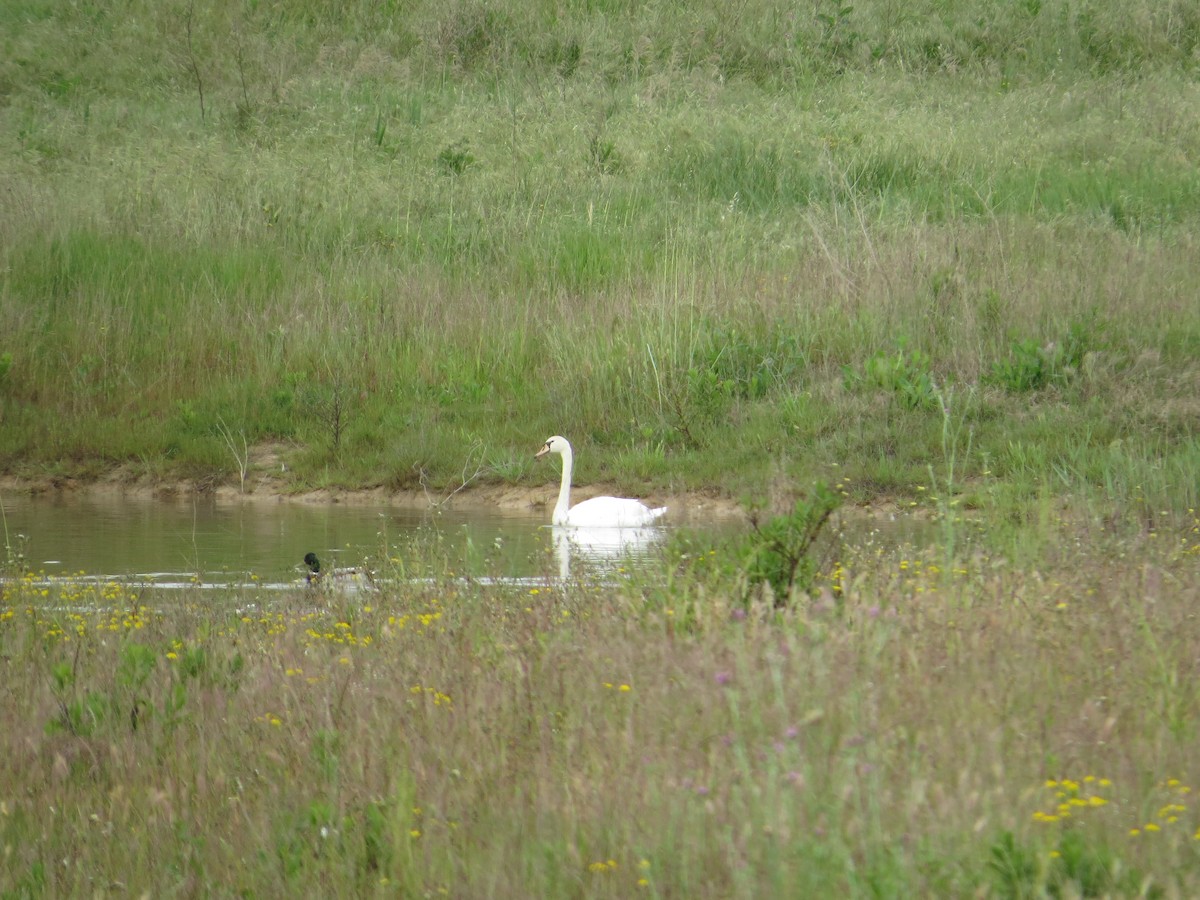 knoppsvane - ML636212493