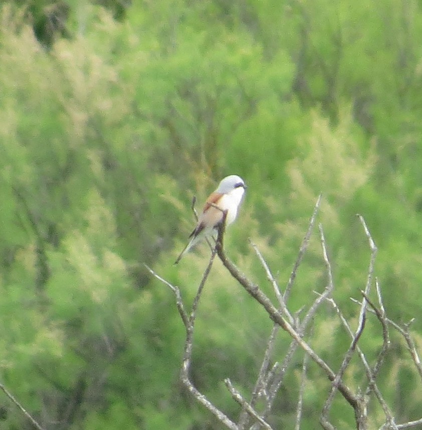 tornskate - ML636212598