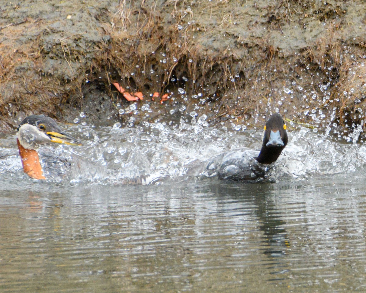 Lesser Scaup - ML636212602
