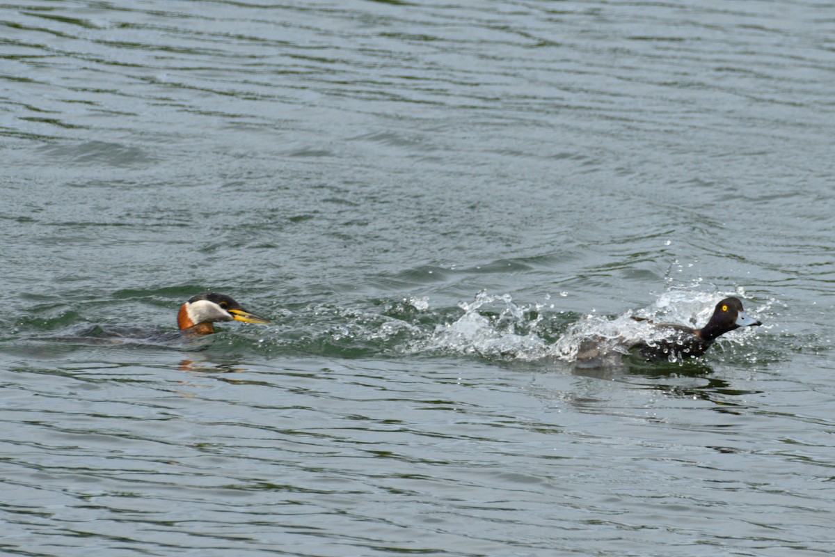 Lesser Scaup - ML636212603
