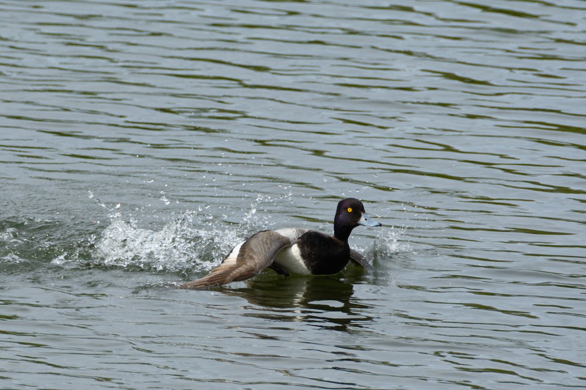 Lesser Scaup - ML636212604