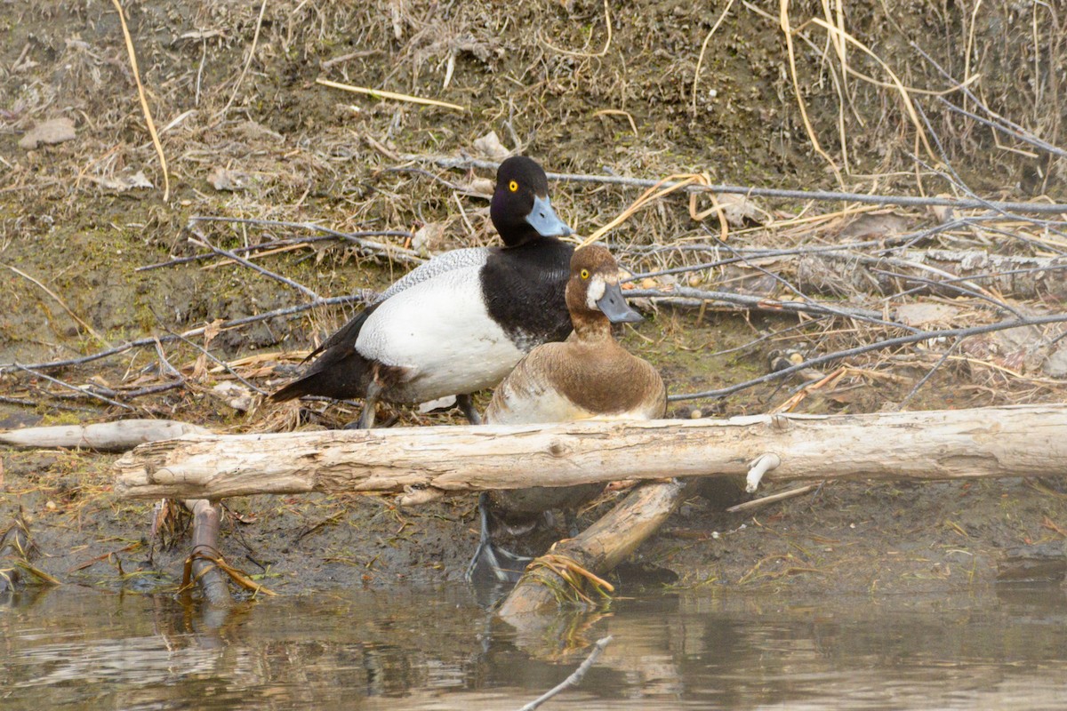 Lesser Scaup - ML636212605