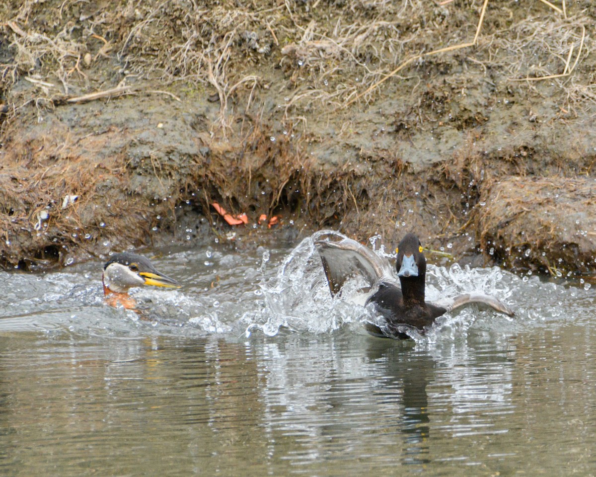 Lesser Scaup - ML636212606