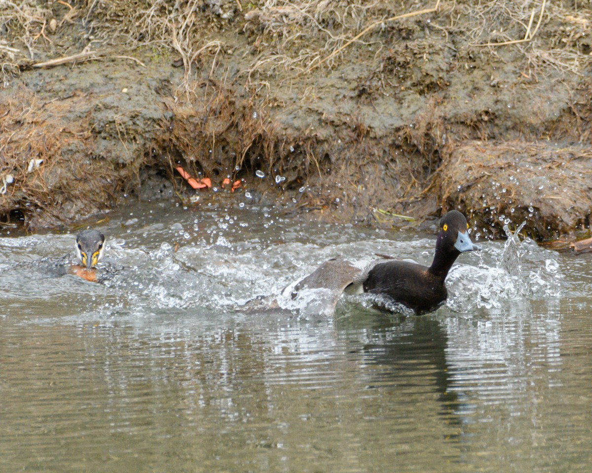 Lesser Scaup - ML636212607