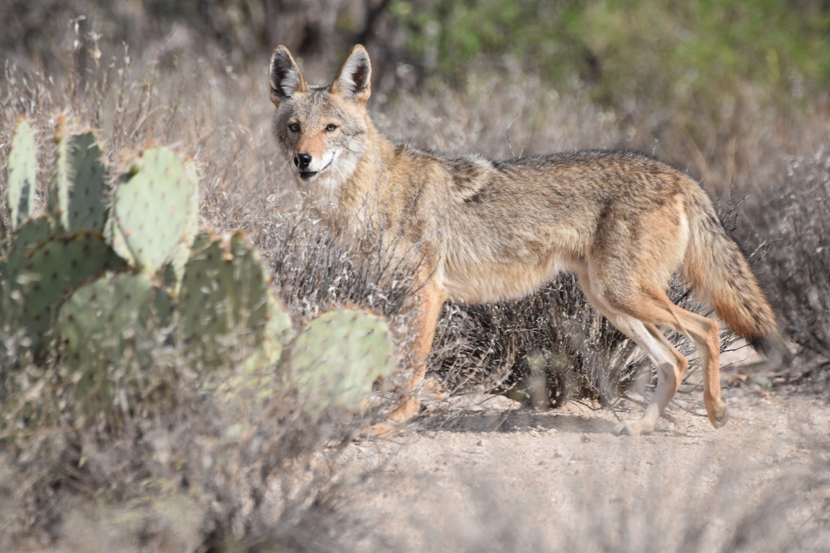 Animals - ML636212615