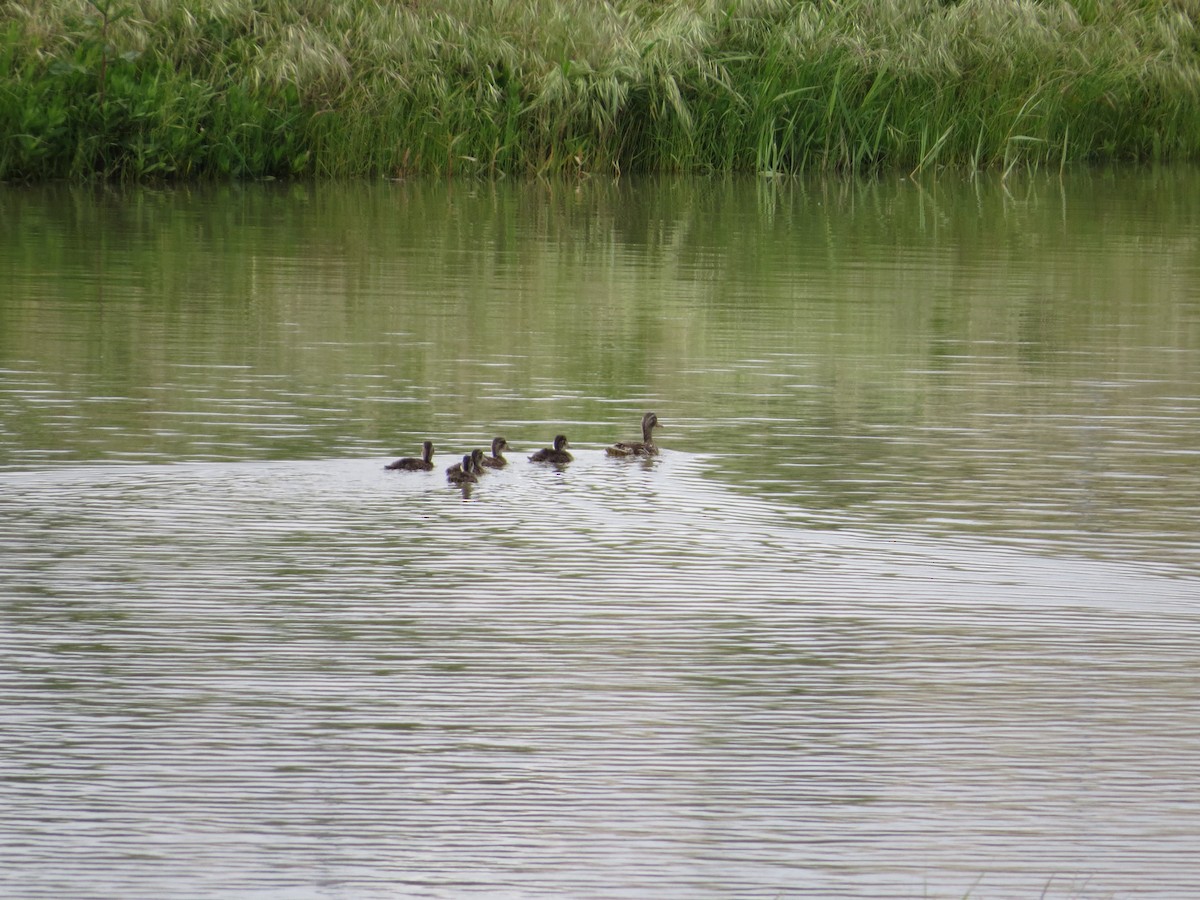 snadderand - ML636212637