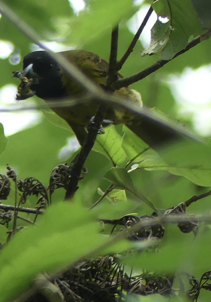 Crimson-collared Grosbeak - ML636212645