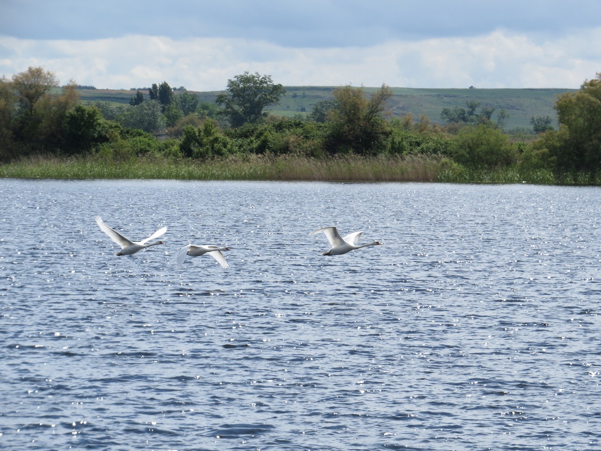 knoppsvane - ML636212653