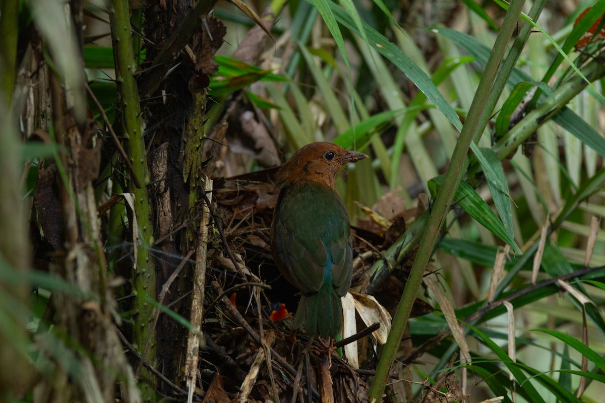 Rusty-naped Pitta - ML636212685
