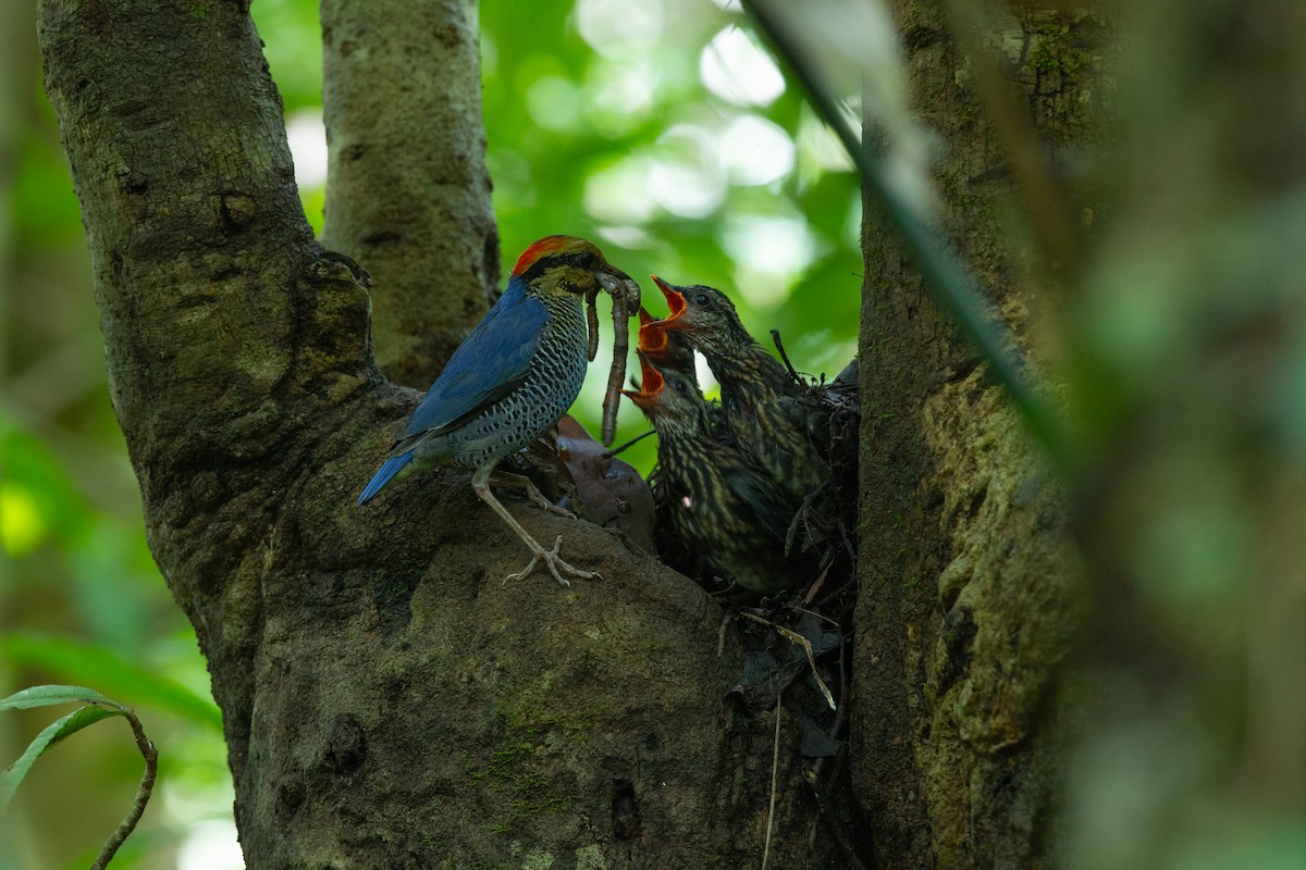 Blue Pitta - ML636212690