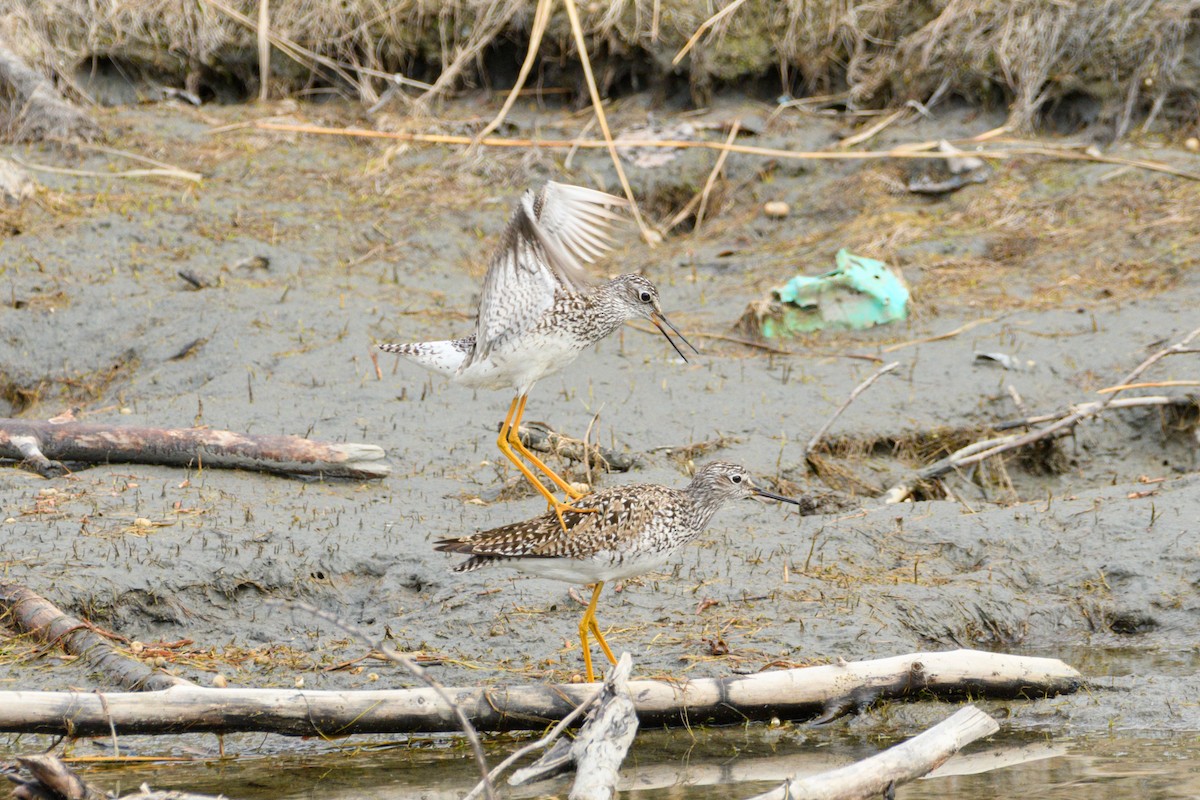 Lesser Yellowlegs - ML636212701