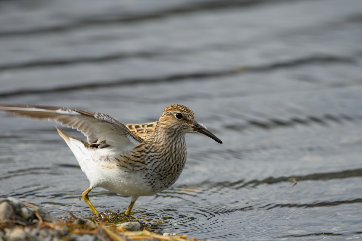 Least Sandpiper - ML636212706