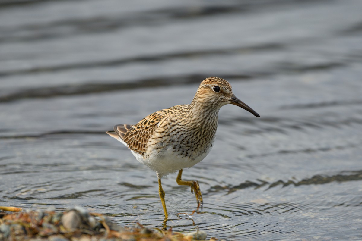 Least Sandpiper - ML636212707
