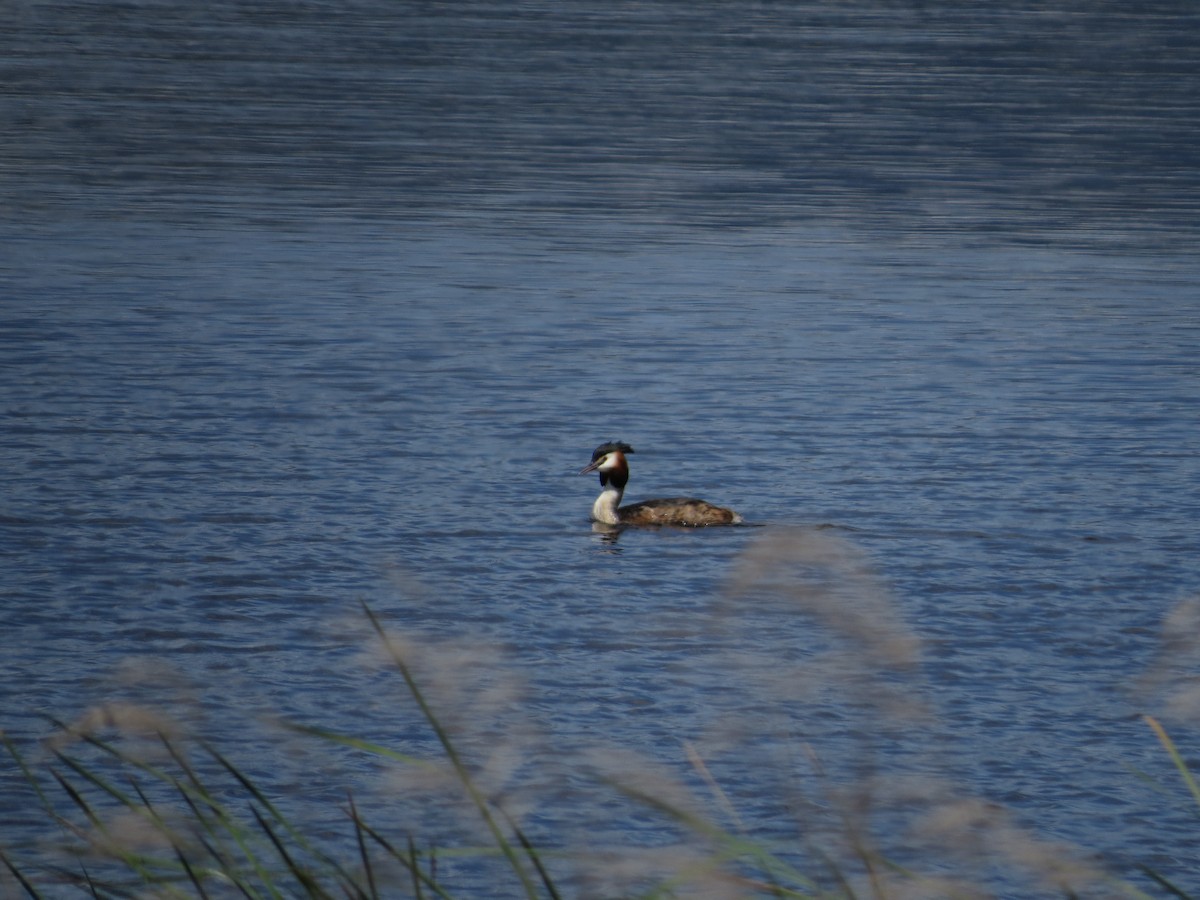 toppdykker - ML636212727