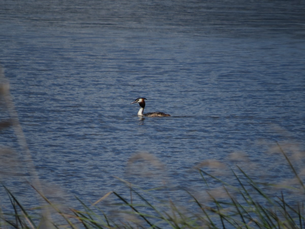 toppdykker - ML636212728