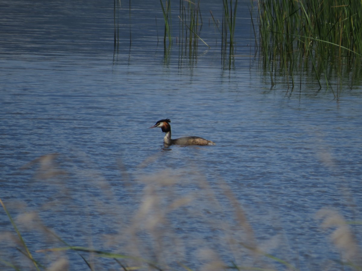 toppdykker - ML636212729