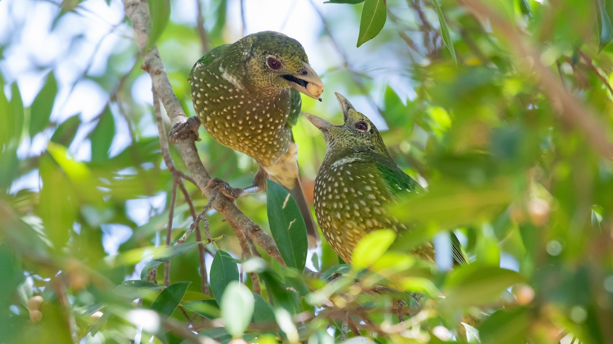 Green Catbird - ML636212748