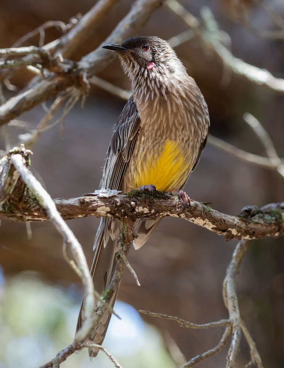 Red Wattlebird - ML636212753