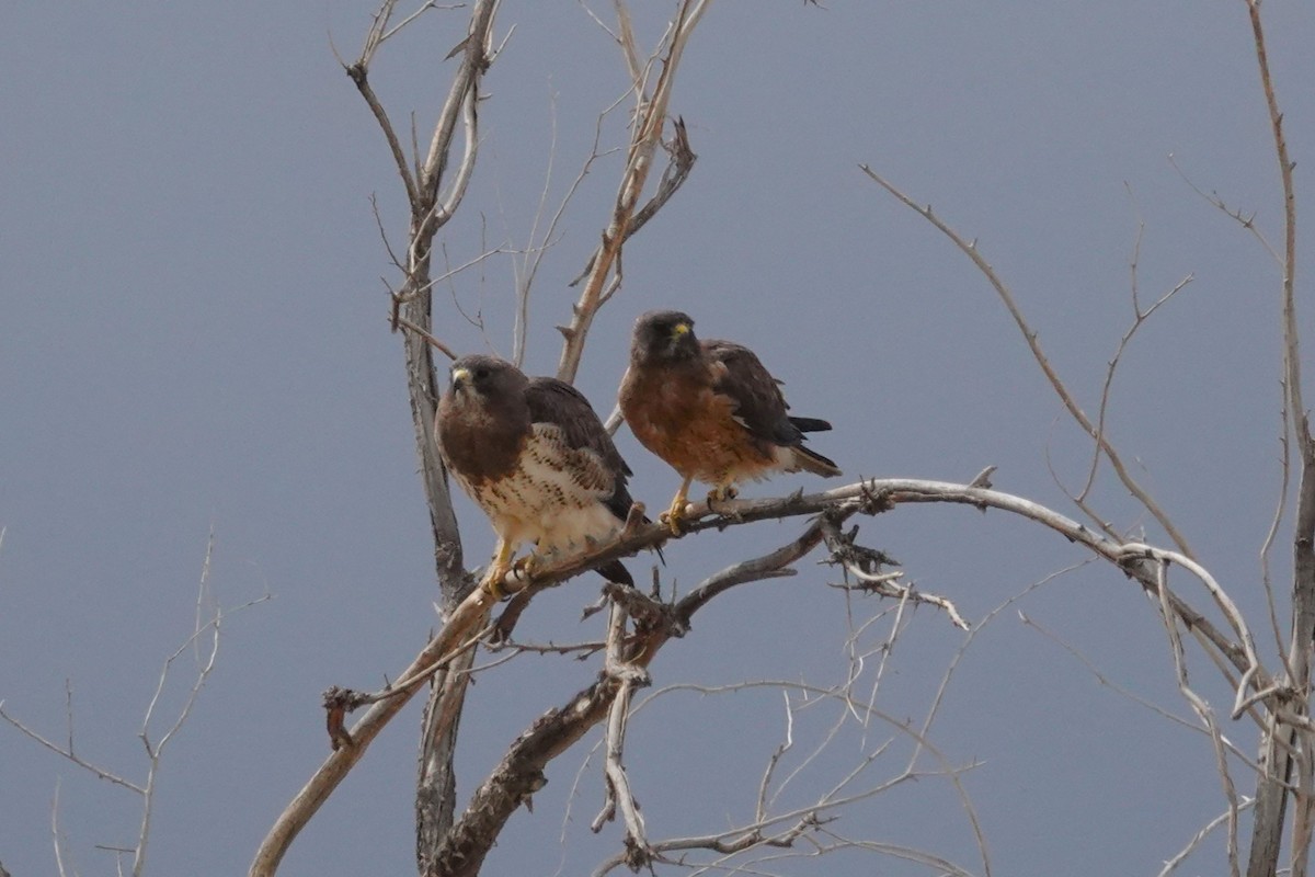 Swainson's Hawk - ML636212757