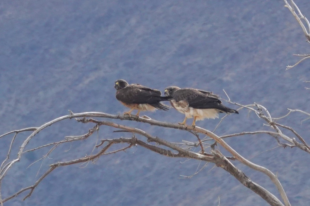 Swainson's Hawk - ML636212758